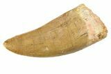 Serrated, Carcharodontosaurus Tooth - Real Dinosaur Tooth #351683-1